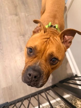 Photo of Miles Davis, adoptable dog in Chamblee, Georgia
