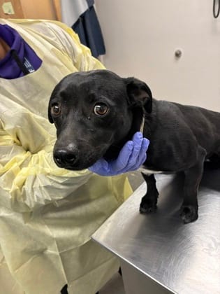 Photo of Halo, adoptable dog in Farmington, New Mexico