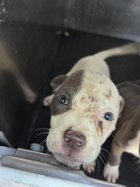 Photo of Mae Rose, adoptable American Staffordshire Terrier in San Antonio, Texas
