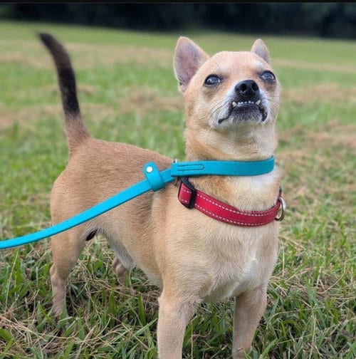 Photo of Rico, adoptable Chihuahua in Brewster, New York