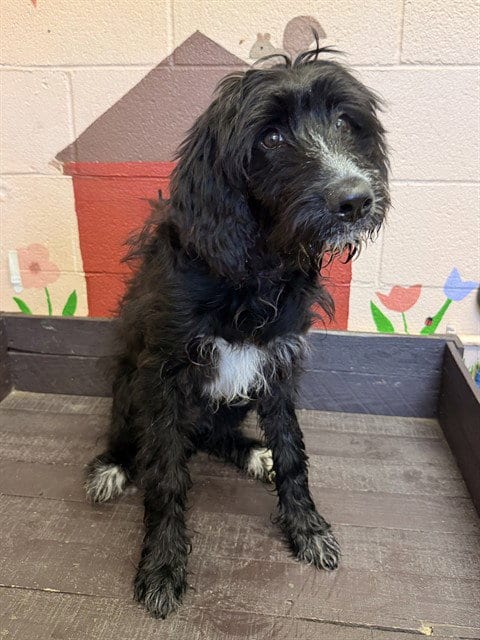Photo of Lulu, adoptable Terrier in Castaic, California