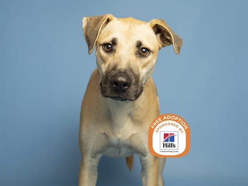 Photo of Rocky, adoptable Labrador Retriever in Phoenix, Arizona