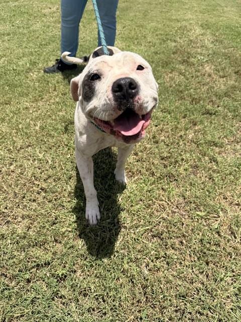 Photo of Lola, adoptable American Pit Bull Terrier in Corpus Christi, Texas