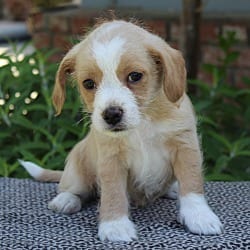 Photo of Slinky, adoptable Terrier (Unknown Type, Small) in Valley Glen, California
