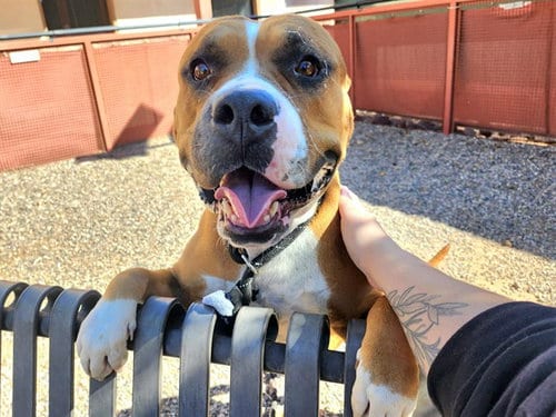 Photo of Arwen, adoptable Staffordshire Bull Terrier in Phoenix, Arizona