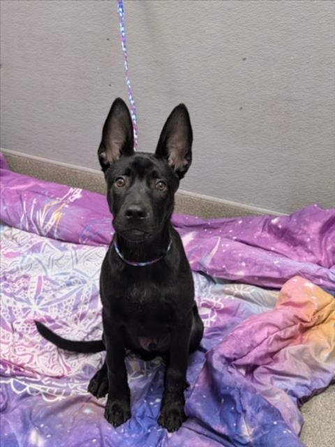 Photo of Sunshine, adoptable Pit Bull Terrier in Las Vegas, Nevada