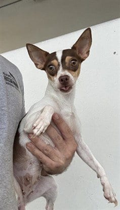 Photo of Olivia, adoptable Chihuahua in Miami, Florida