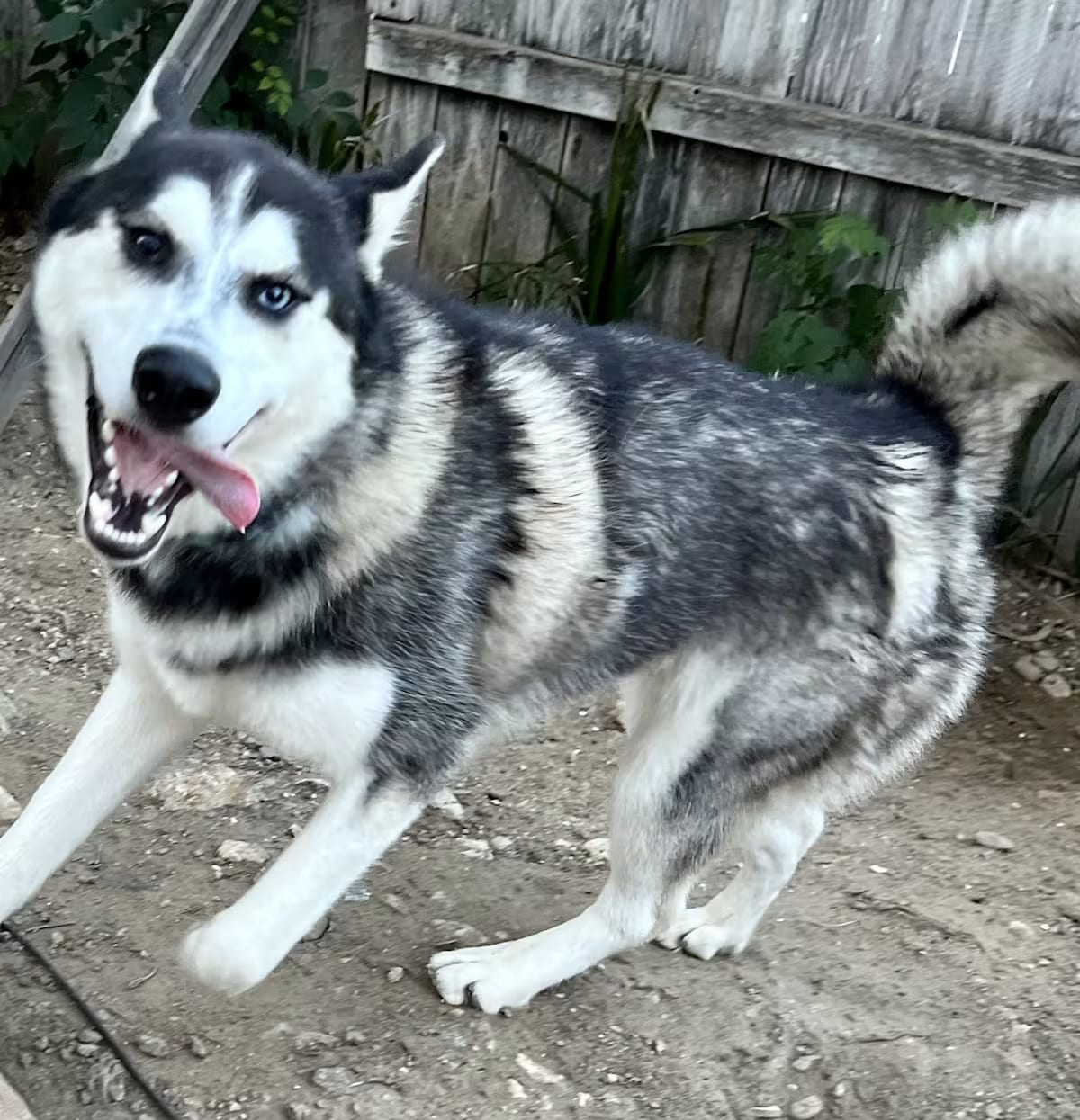 Photo of Shadow, adoptable Siberian Husky/Husky in Beaverton, Oregon