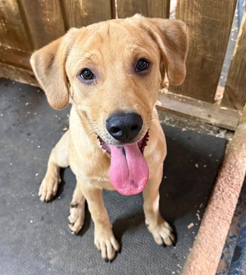 Photo of Downie / Bandit, adoptable Labrador Retriever in Broomfield, Colorado