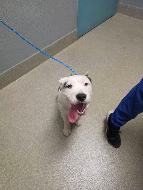 Photo of Samba, adoptable Terrier in Las Vegas, Nevada