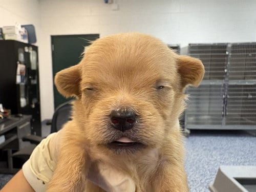 Photo of Millie, adoptable Terrier in Thousand Palms, California