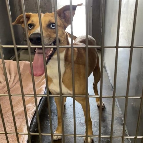 Photo of Scooby, adoptable Catahoula Leopard Dog in Santa Cruz, California