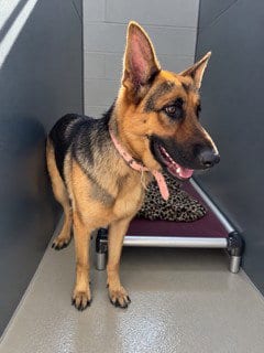 Photo of Koda, adoptable German Shepherd Dog in Haw River, North Carolina