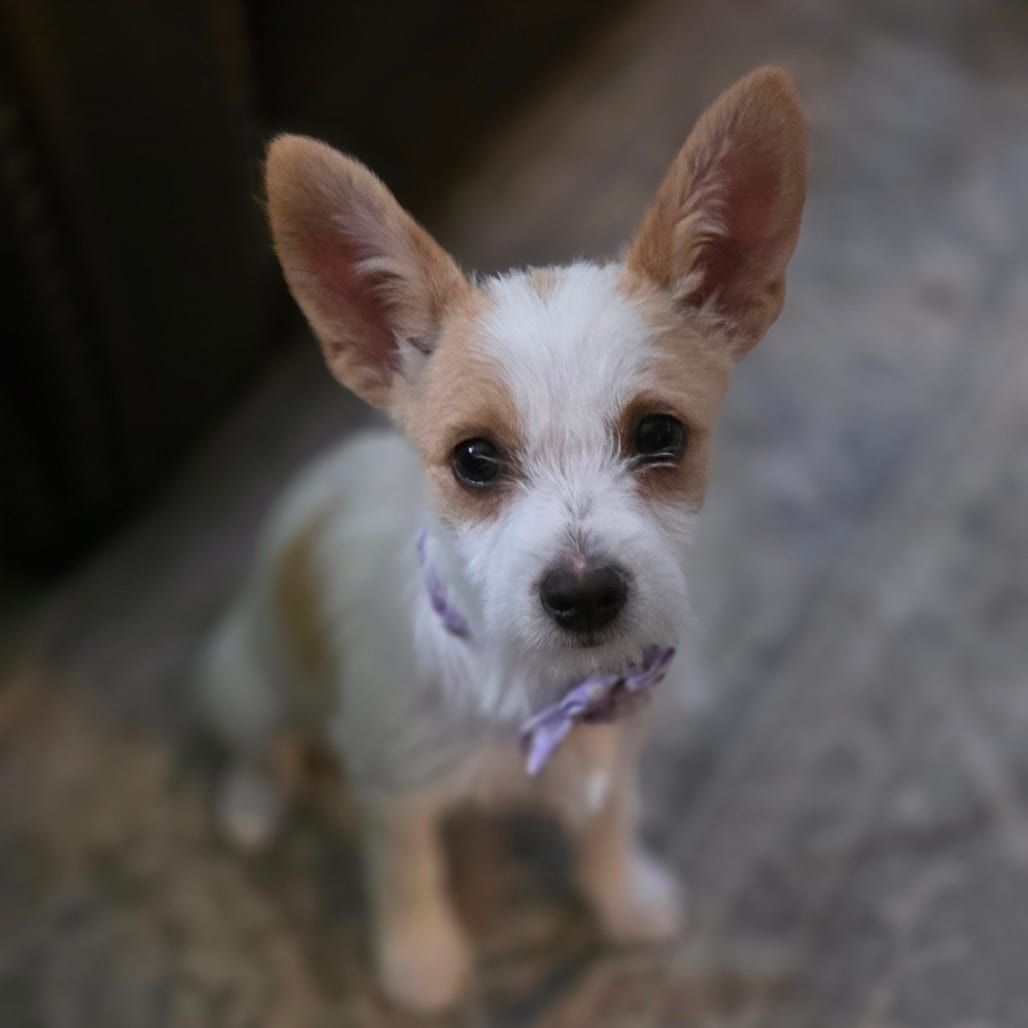 Photo of Daphne, adoptable Terrier in Raleigh area, North Carolina