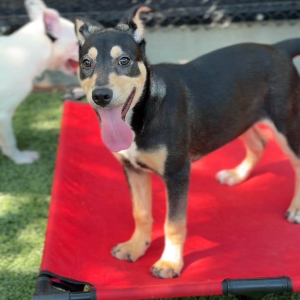 Photo of Bon Bon A2255659, adoptable Mixed Breed (Medium) in Middletown, New York