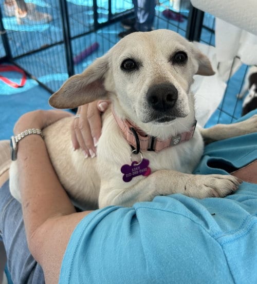 Photo of Indi, adoptable Labrador Retriever in Pipe Creek, Texas