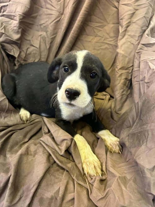 Photo of Johnson Rs : Roscoe, adoptable Boxer in Aurora, Indiana
