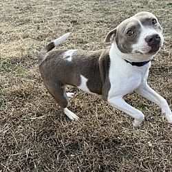 Photo of Biscuit, adoptable American Bulldog in Liberty, South Carolina