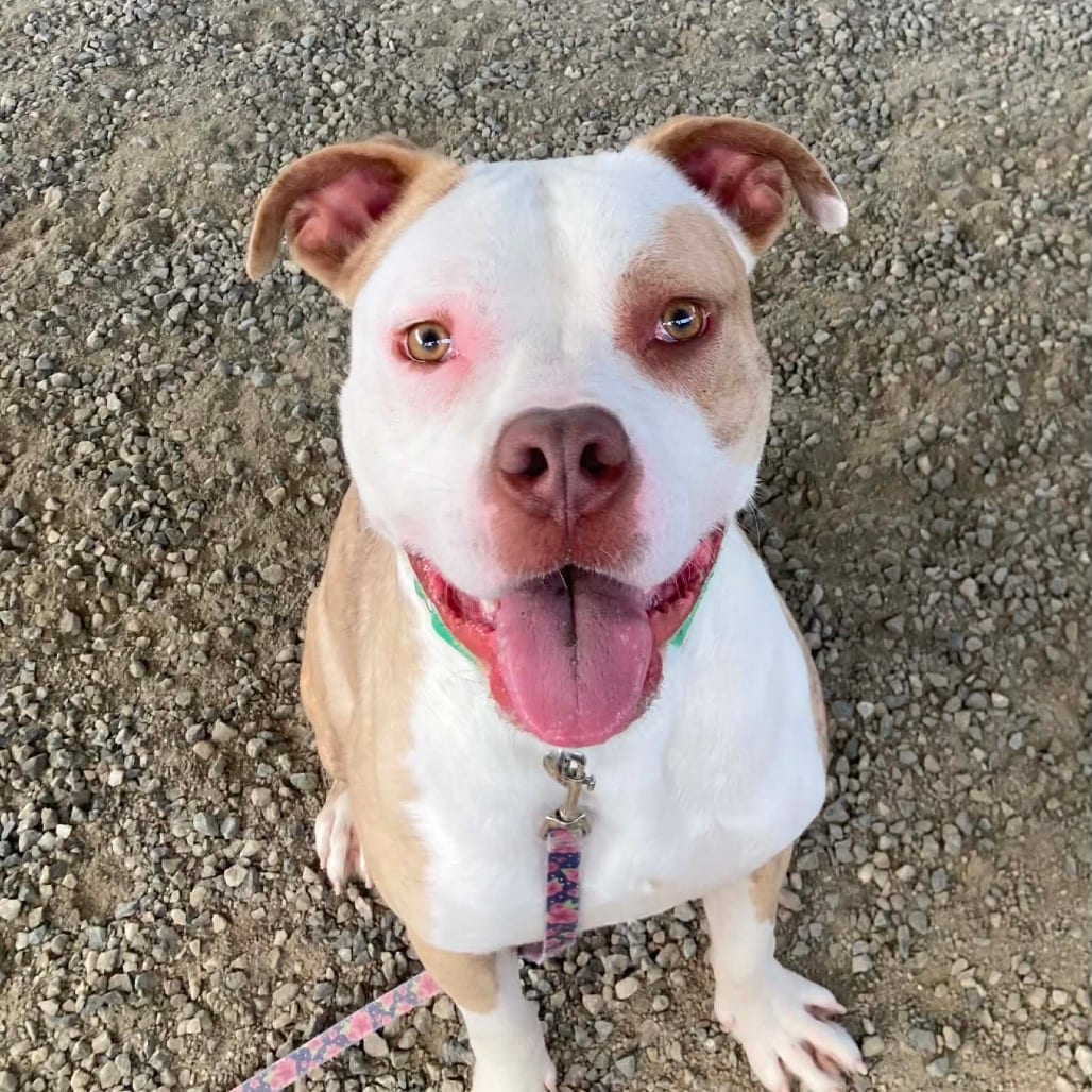 Photo of Lincoln, adoptable Terrier, Pit Bull in Ballston Spa, New York