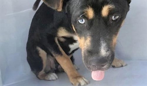 Photo of A662467, adoptable Australian Kelpie in Houston, Texas
