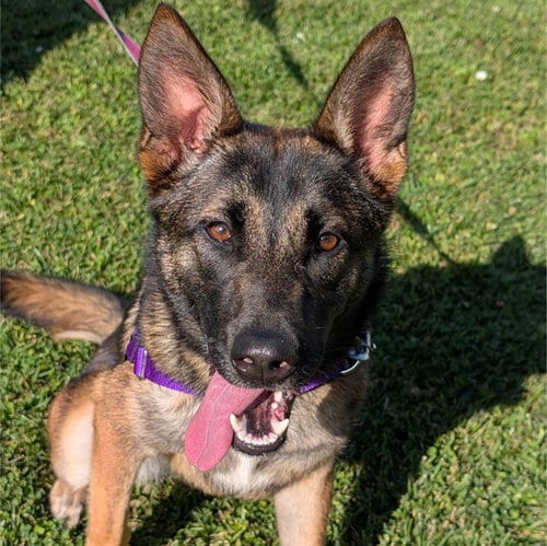 Photo of Rain, adoptable Belgian Shepherd Malinois in Alameda, California