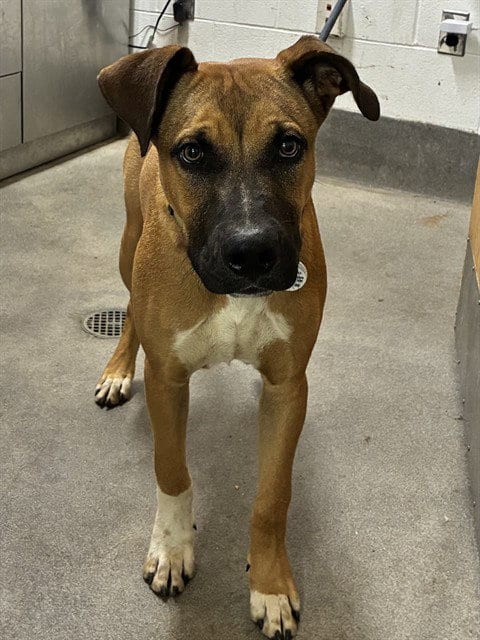 Photo of Dallas, adoptable Boxer in Forestville, Maryland