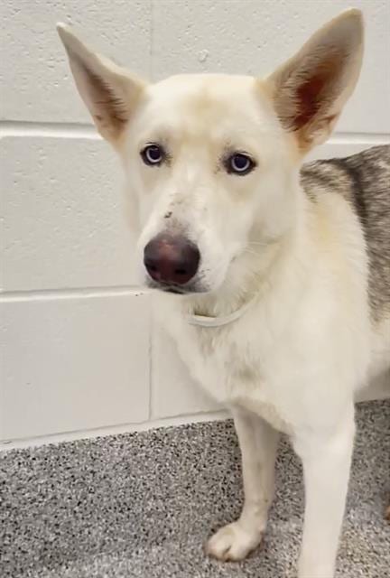 Photo of Whisper, adoptable German Shepherd Dog in Houston, Texas