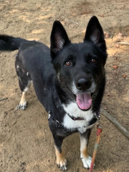 Photo of Phoenix Lily, adoptable German Shepherd in Annapolis, Maryland