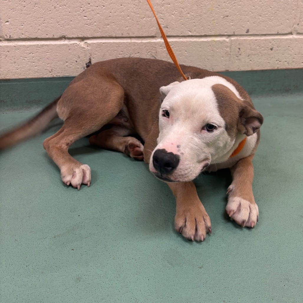 Photo of Brookie, adoptable dog