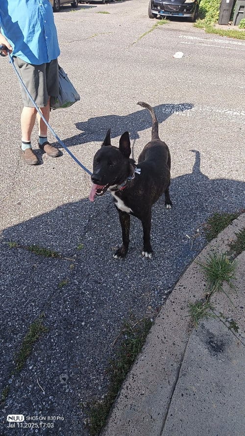 Photo of Fabio, adoptable Belgian Shepherd Malinois in Yardley, Pennsylvania