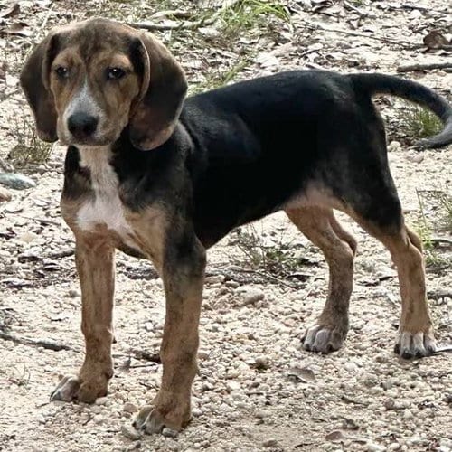Photo of Sylvie, adoptable Plott Hound in Mobile, Alabama