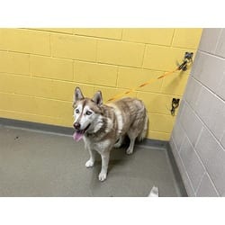 Photo of Briz, adoptable Husky in Colorado Springs, Colorado