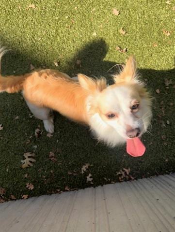 Photo of Charlie, adoptable Pomeranian in San Martin, California