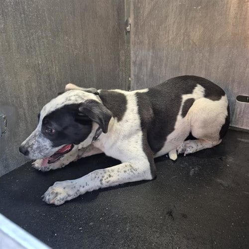Photo of A825652, adoptable Terrier in San Antonio, Texas