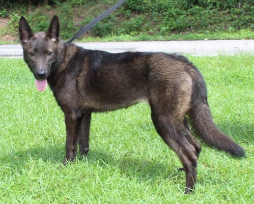 Photo of Shepie 43793, adoptable Shepherd in Prattville, Alabama