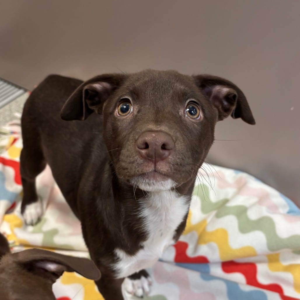 Photo of Garlic Press, adoptable Mixed Breed (Medium) in Dayton, Ohio