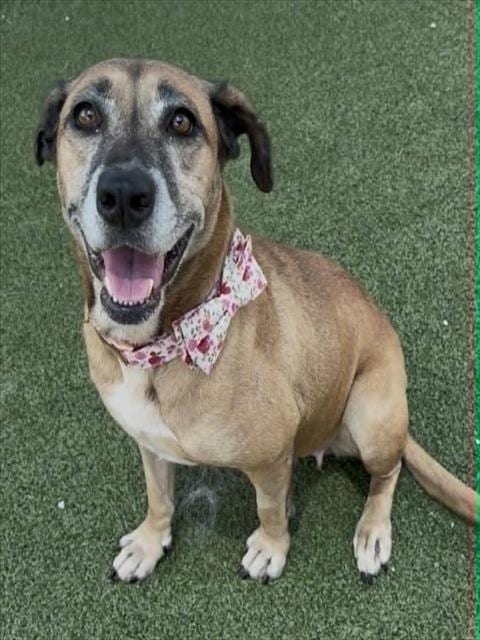 Photo of Rose, adoptable Labrador Retriever in Pasadena, Texas