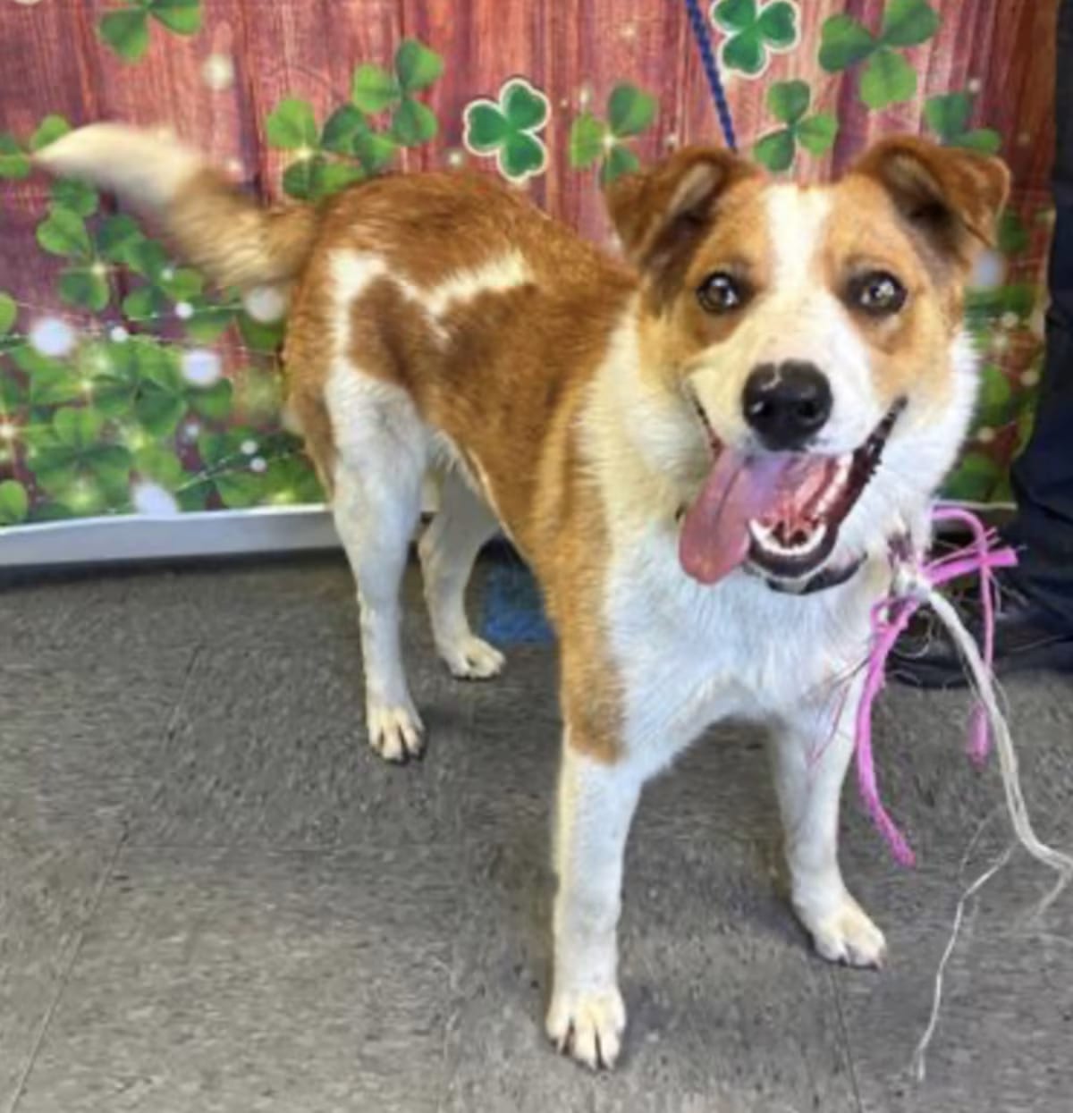 Photo of Zorro, adoptable Australian Cattle Dog in Roseville, California