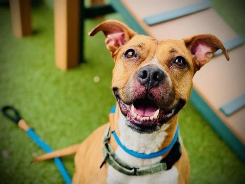 Photo of Kiki, adoptable Pit Bull Terrier in Orlando, Florida