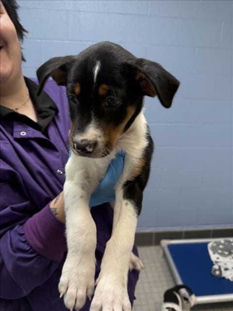 Photo of Rocky, adoptable Australian Cattle Dog/Blue Heeler in Fort Collins, Colorado