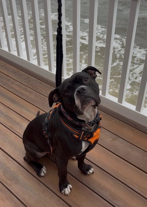 Photo of Violet, adoptable Bulldog in Doylestown, Pennsylvania