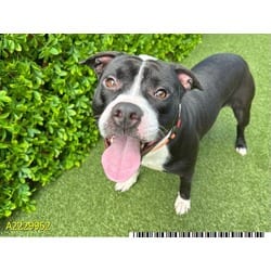 Photo of Tundra, adoptable Mixed Breed (Medium) in West Palm Beach, Florida