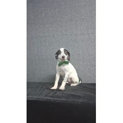 Photo of Mark, adoptable Mixed Breed (Medium) in Medfield, Massachusetts