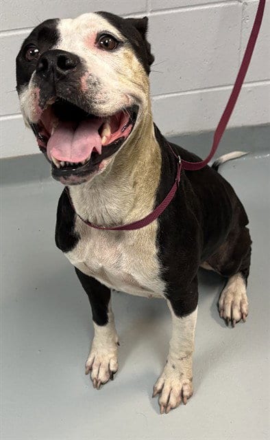Photo of Matilda, adoptable Pit Bull Terrier in St. Cloud, Florida