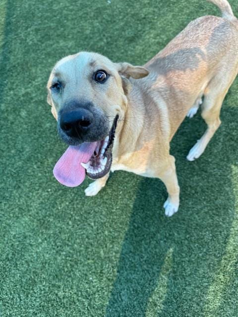 Photo of Crystal, adoptable Mixed Breed