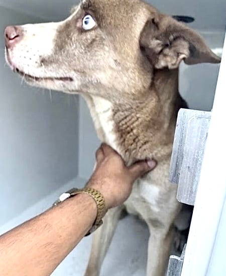 Photo of Senior Pit Bull Terrier mix, adoptable Pit Bull Terrier mix in Houston, Texas