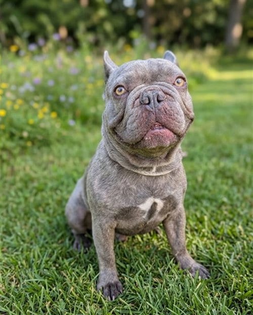 Photo of Stitch, adoptable French Bulldog in Baldwin Park, California