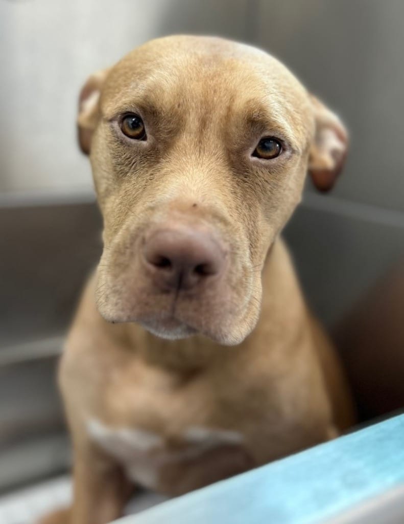 Photo of Titan, adoptable Pit Bull Terrier in Hartsville, South Carolina