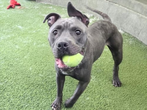 Photo of Zelda, adoptable Staffordshire Bull Terrier in Van Nuys, California
