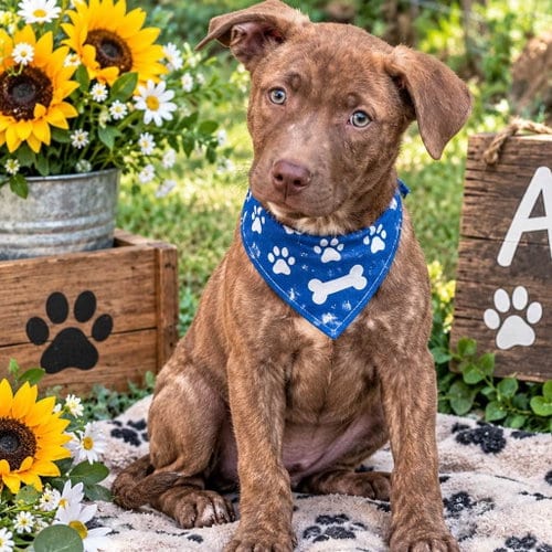 Photo of Bear, adoptable Labrador Retriever in Yardley, Pennsylvania